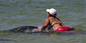 Woman rides mantee in Pinellas County / Headline Surfer
